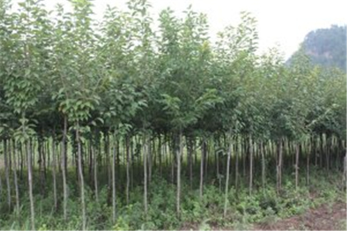 陜西苗木 陜西苗木