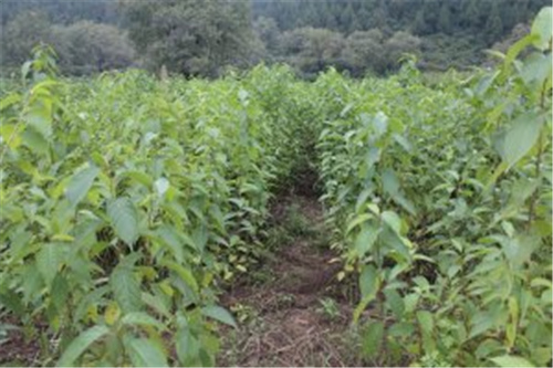 陜西景觀苗木銷售 陜西景觀苗木銷售